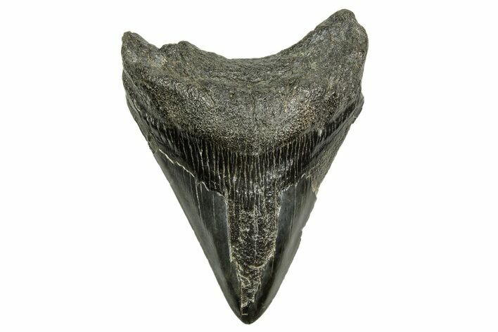 Bargain, Fossil Megalodon Tooth - South Carolina #370009